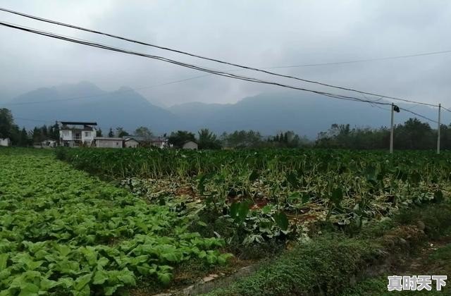 剑阁县天气,剑阁县天气 - 真时天下