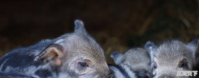 河北1立方天然气多少钱，河北猪价格今日生猪价 - 真时天下