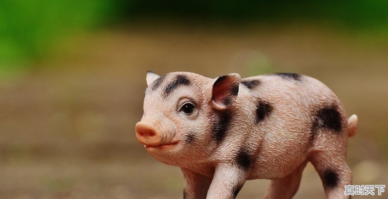 1、再过十天猪价会涨吗,江苏省生猪价格今日猪价 - 真时天下