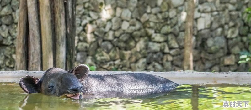 四川绵阳现在肥猪多少钱一斤，猪肉价格今日价四川市场 - 真时天下