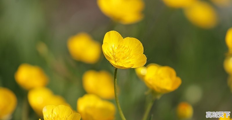 今日花价格行情,今日花价格行情 - 真时天下