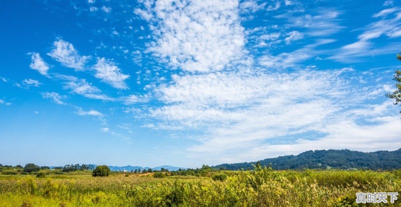 山东聊城地区有玉米补贴吗_准北附近有没有收烂玉米 - 真时天下