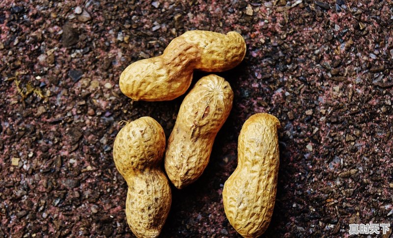 1、2022年花生预估价_2023年，8.21日河南南阳花生米什么价格 - 真时天下