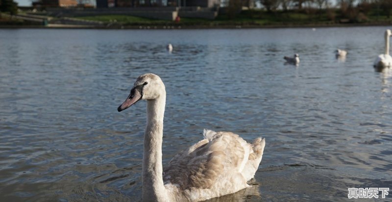1、今日活羊价格报价，今日育肥羊价格 - 真时天下