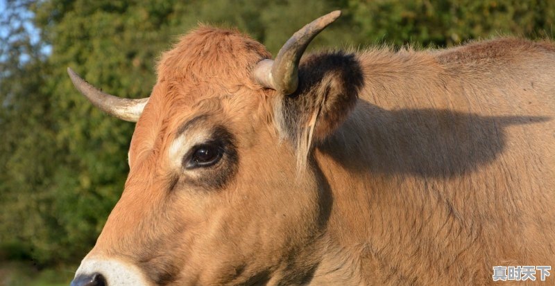 1、养殖水貂的成本和利润,今日尚村价格行情 - 真时天下