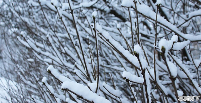 12月西岭雪山温度_西岭雪山温度穿衣指南 - 真时天下