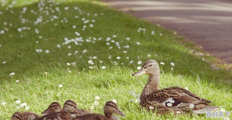 1、2021年鸭毛行情受什么影响,山东毛鸭价格今日价格 - 真时天下