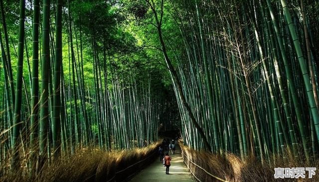 东京离富士山多远_日本京都冬季适不适合去旅游 - 真时天下