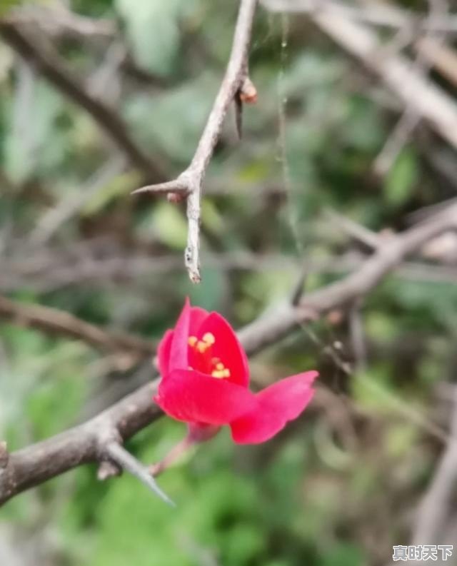 眉县冰雹对陕西小麦有影响吗_回老家种地有前途吗 - 真时天下