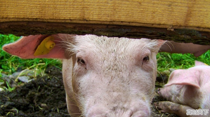 1、山东养猪大县排名榜,莱阳今日生猪价格 - 真时天下