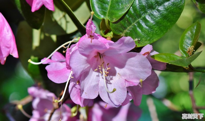 1、毕节百里杜鹃8月还有花吗，韭菜坪天气 - 真时天下