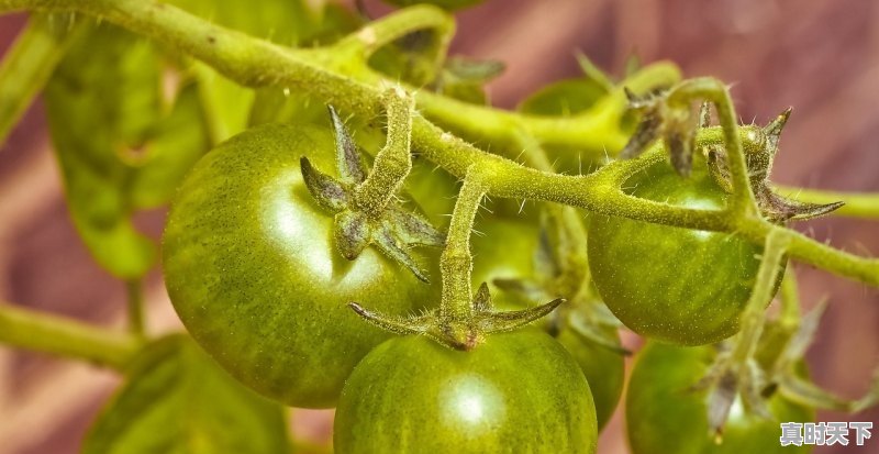 徐州土豆种植时间和方法，徐州土豆今日价格 - 真时天下