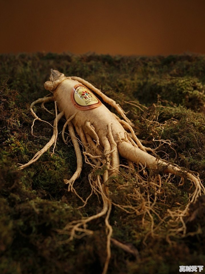 1、连云港虾和青岛虾哪个贵,青岛今日水产价格 - 真时天下