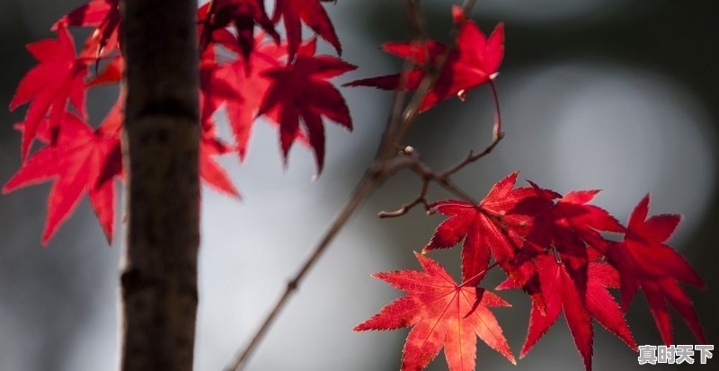 红枫节开幕时间地点，加拿大枫叶电影节 - 真时天下