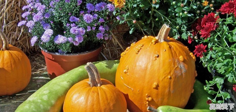 1、渭南最好玉米种_渭南适合种啥高产玉米 - 真时天下