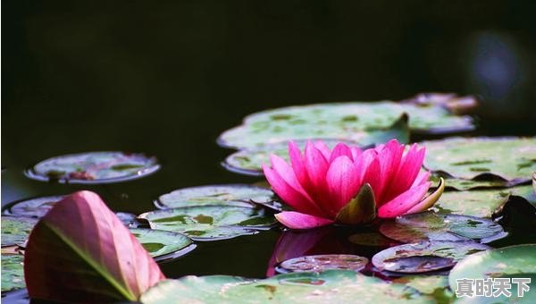 古诗小池第一句意思,小池天气 - 真时天下