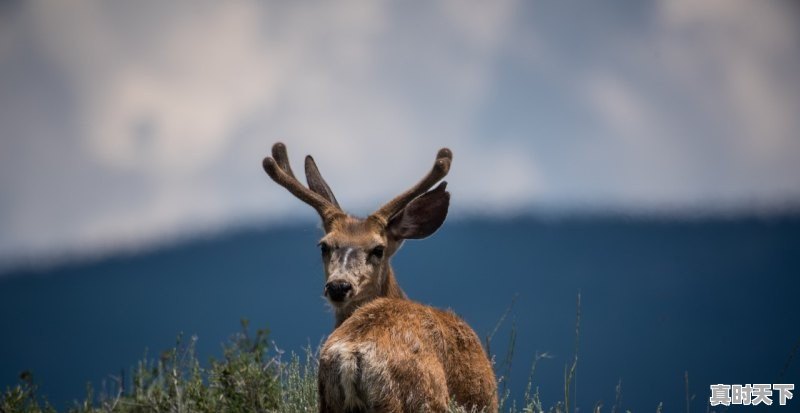 1、看到网上牛犊2000元就卖到是真的吗_一亩田买牛犊可靠吗 - 真时天下
