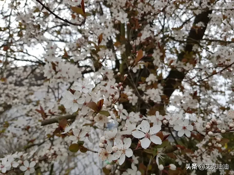 明日边缘欧米茄是什么，阿汤哥最新电影叫什么无限 - 真时天下