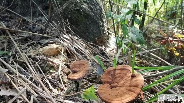 甜宠古风漫画推荐，已经完结的恋爱动漫推荐古风 - 真时天下