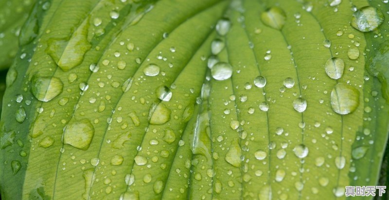 1、雨溢池塘喜乍晴的解释，溢天气 - 真时天下