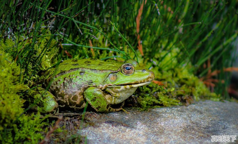 1、今天牛蛙塘口收购什么价,今日青蛙价格行情 - 真时天下