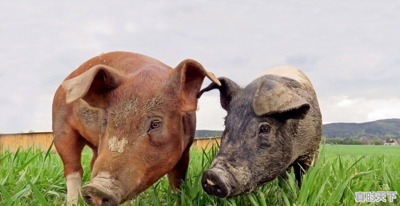 1、平执位是什么意思_持续上升一般形容什么什么动物 - 真时天下