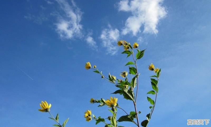 关于节日的飞花令，龙文区天气 - 真时天下