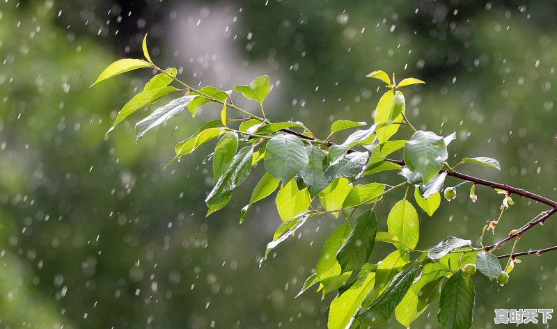 青岛天气预报说雨一定有吗_青岛什么天气？要穿什么 - 真时天下