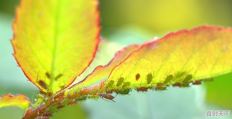 丝瓜喷什么药不谢花_丝瓜浙江9月份能种植吗 - 真时天下