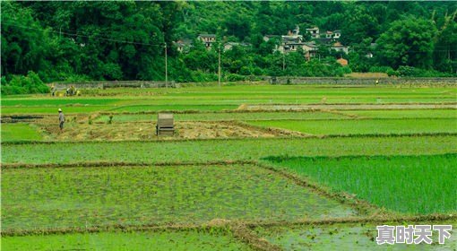 平度属于青岛哪个区，山东平度今日土豆价格 - 真时天下