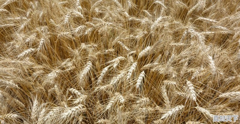 1、追光动画出过几部国漫电影_和大护法妙先生类似的国漫 - 真时天下