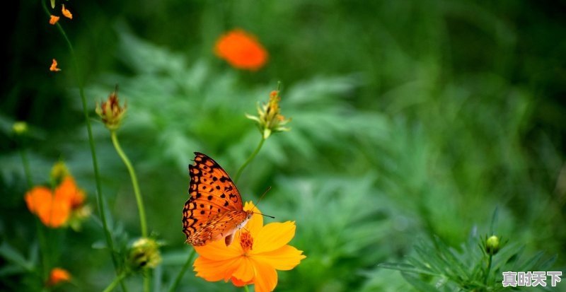 1、今天天气好晴朗_今天天气好晴朗原唱 - 真时天下