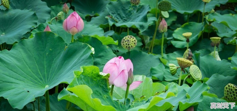 8月乌镇有多热_乌镇立秋天气怎么样 - 真时天下