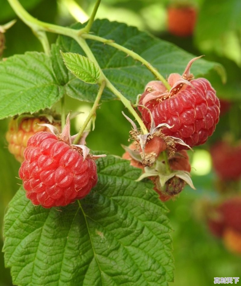 1、美型日漫。求生僻。叫的出名的都看过了。各种类型。后宫反后宫耽美蕾丝热血纯情励志虐心放马过来。ok_女主叫艾莉的日本动漫 - 真时天下