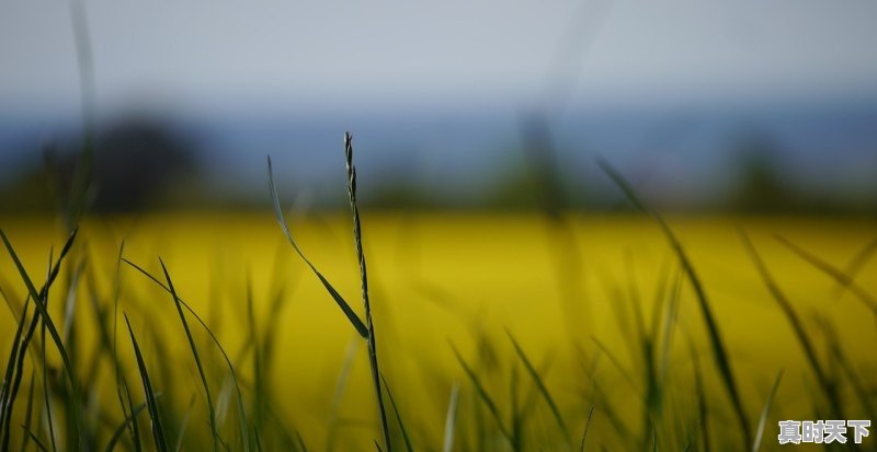 1、种植姜可以致富吗_安丘今日姜价格 - 真时天下