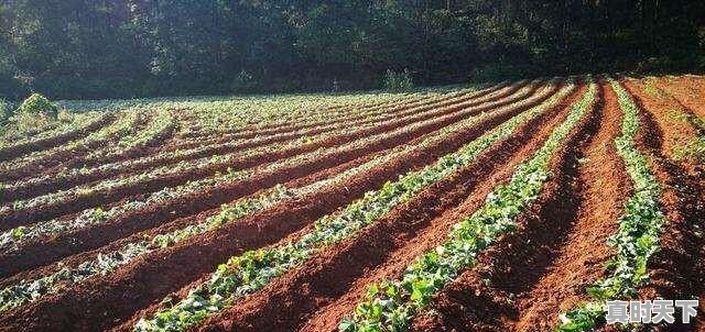 2、农业科技创新的紧迫性和重要意义_农业发展如何提高生产规模化 - 真时天下