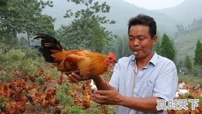 家庭养肉鸡不喂买的饲料行吗，豆粕今日价格龙岩 - 真时天下