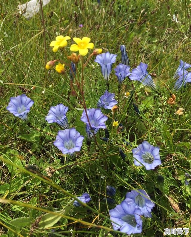 四川红原的气候如何，海拔多高_去红原大草原玩适合穿什么衣服 - 真时天下