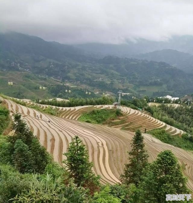 1、包菜上海叫什么,上海今日甘蓝价格 - 真时天下