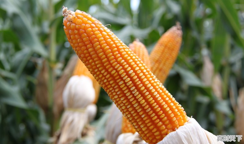 1、灵台玉米今日价格,灵台玉米今日价格 - 真时天下