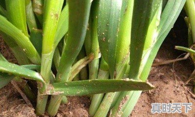 1、介绍一下衡水深州气候特点,深州的天气 - 真时天下