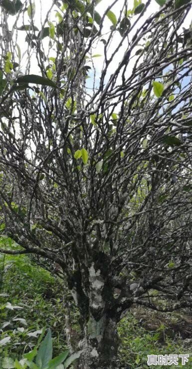 2、陈皮普洱红烧肉怎么做,猪肉今日价格普洱 - 真时天下