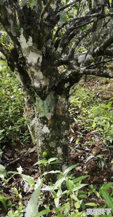 1、陈皮普洱红烧肉怎么做,猪肉今日价格普洱 - 真时天下