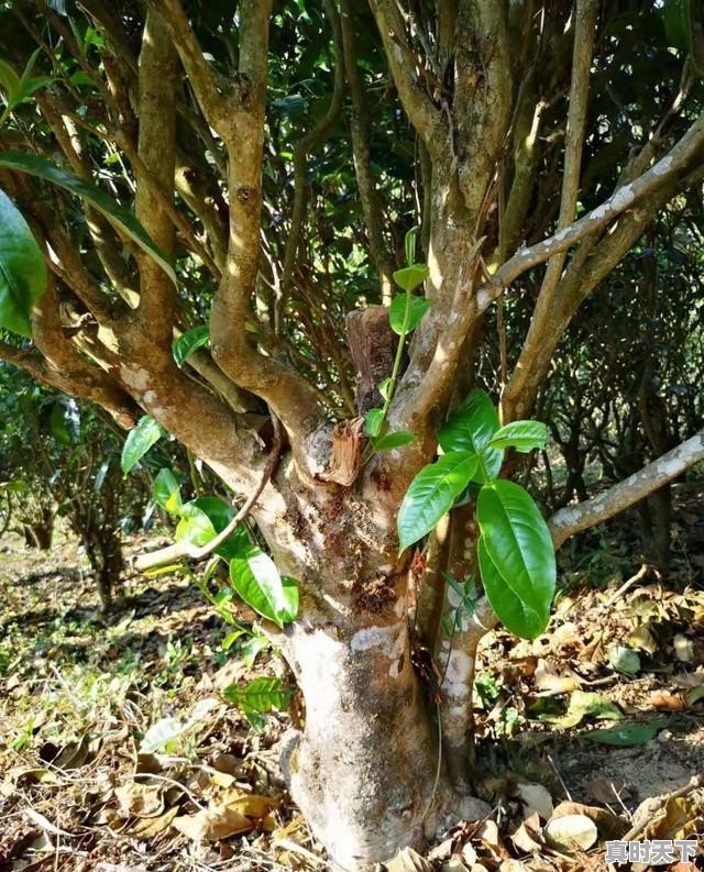 3、陈皮普洱红烧肉怎么做,猪肉今日价格普洱 - 真时天下