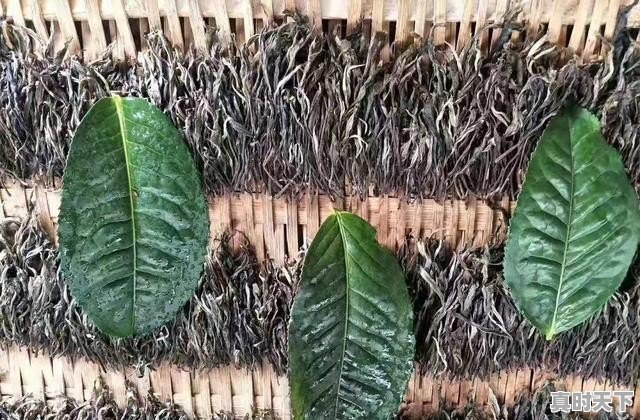 8、陈皮普洱红烧肉怎么做,猪肉今日价格普洱 - 真时天下