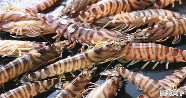 2、青岛鲍和福建鲍哪个好,福建鲍鱼今日价格 - 真时天下