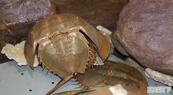 7、青岛鲍和福建鲍哪个好,福建鲍鱼今日价格 - 真时天下