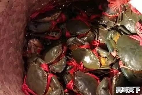 9、青岛鲍和福建鲍哪个好,福建鲍鱼今日价格 - 真时天下