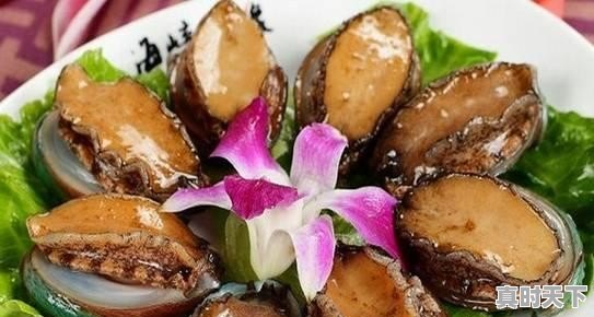 12、青岛鲍和福建鲍哪个好,福建鲍鱼今日价格 - 真时天下