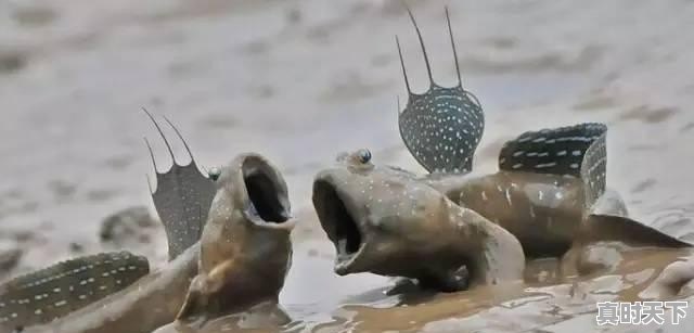 15、青岛鲍和福建鲍哪个好,福建鲍鱼今日价格 - 真时天下